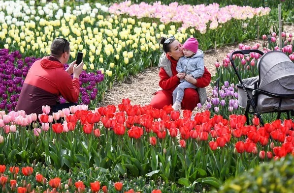 نمایشگاه سالانه رژه لاله ها در باغ گیاه شناسی روسیه