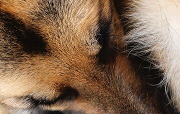 تفاوت های جالب دوربین های سامسونگ گلکسی S23 Ultra با آیفون اپل 14 Pro