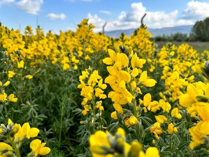 ۶۰۰ میلیون تومان جریمه برای چیدن این گل + عکس